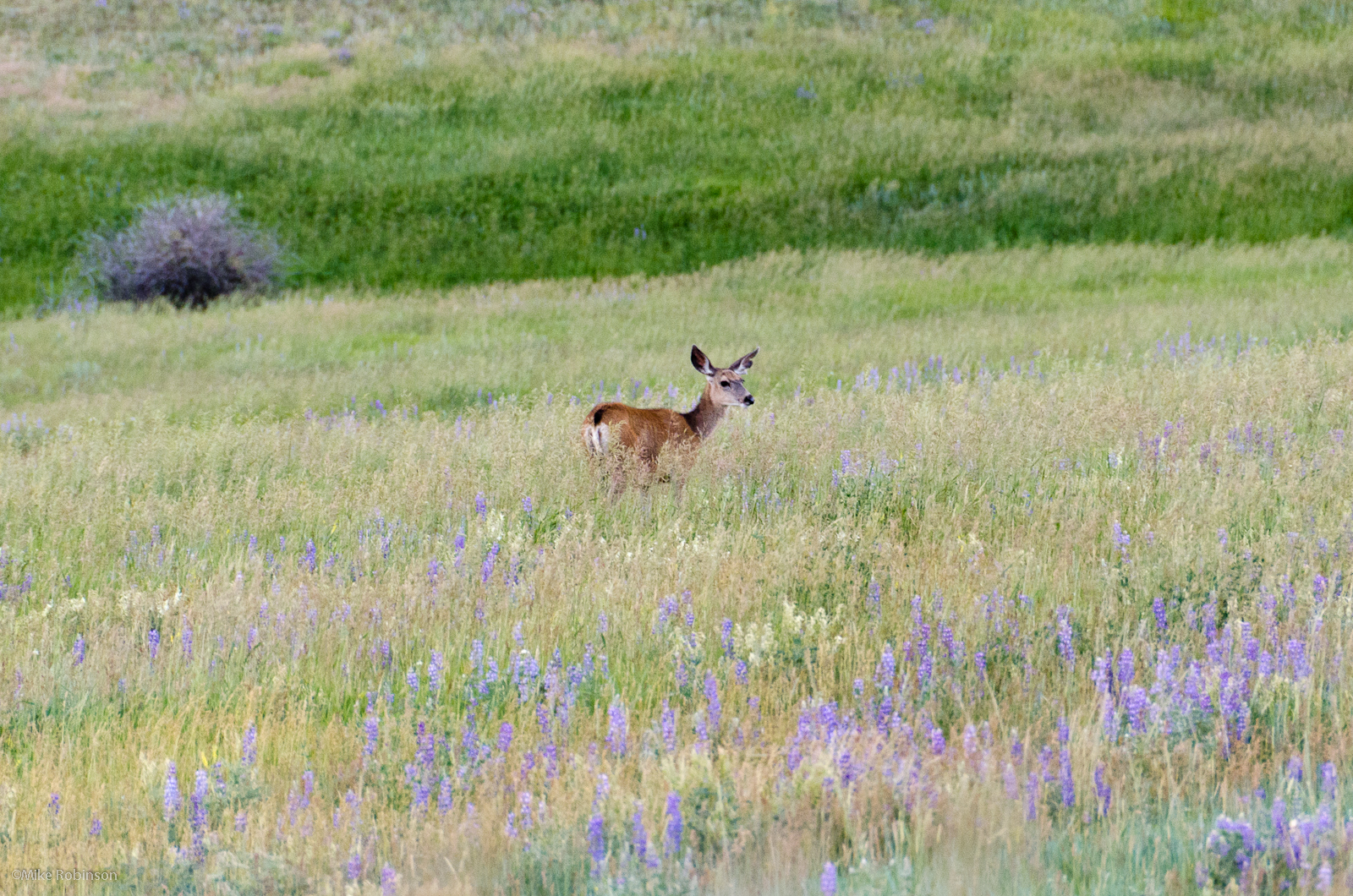 Deer In Field