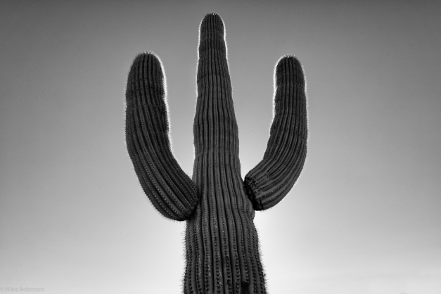Arizona_Cactus_03_BW