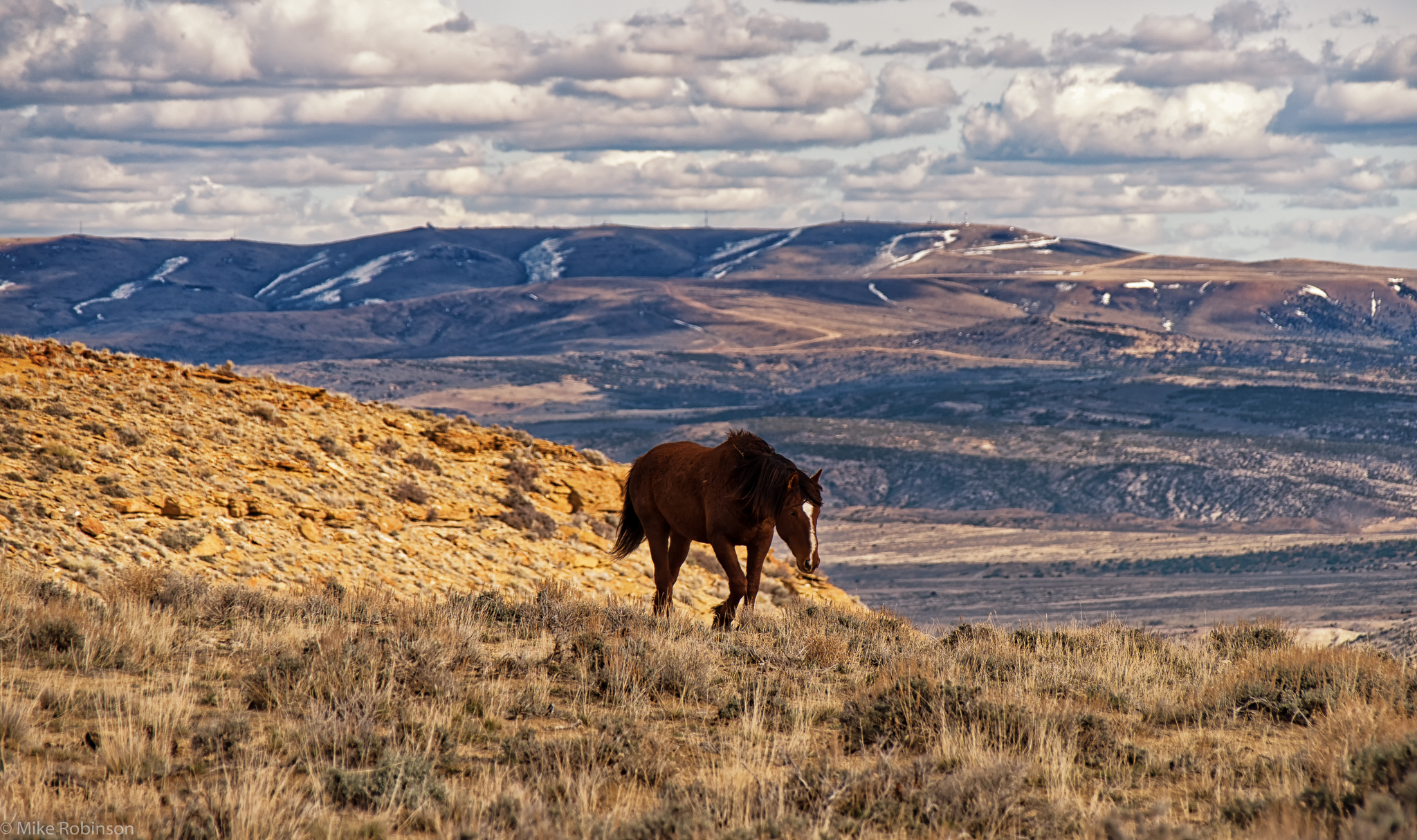 Wyoming_Wild_Horses_1