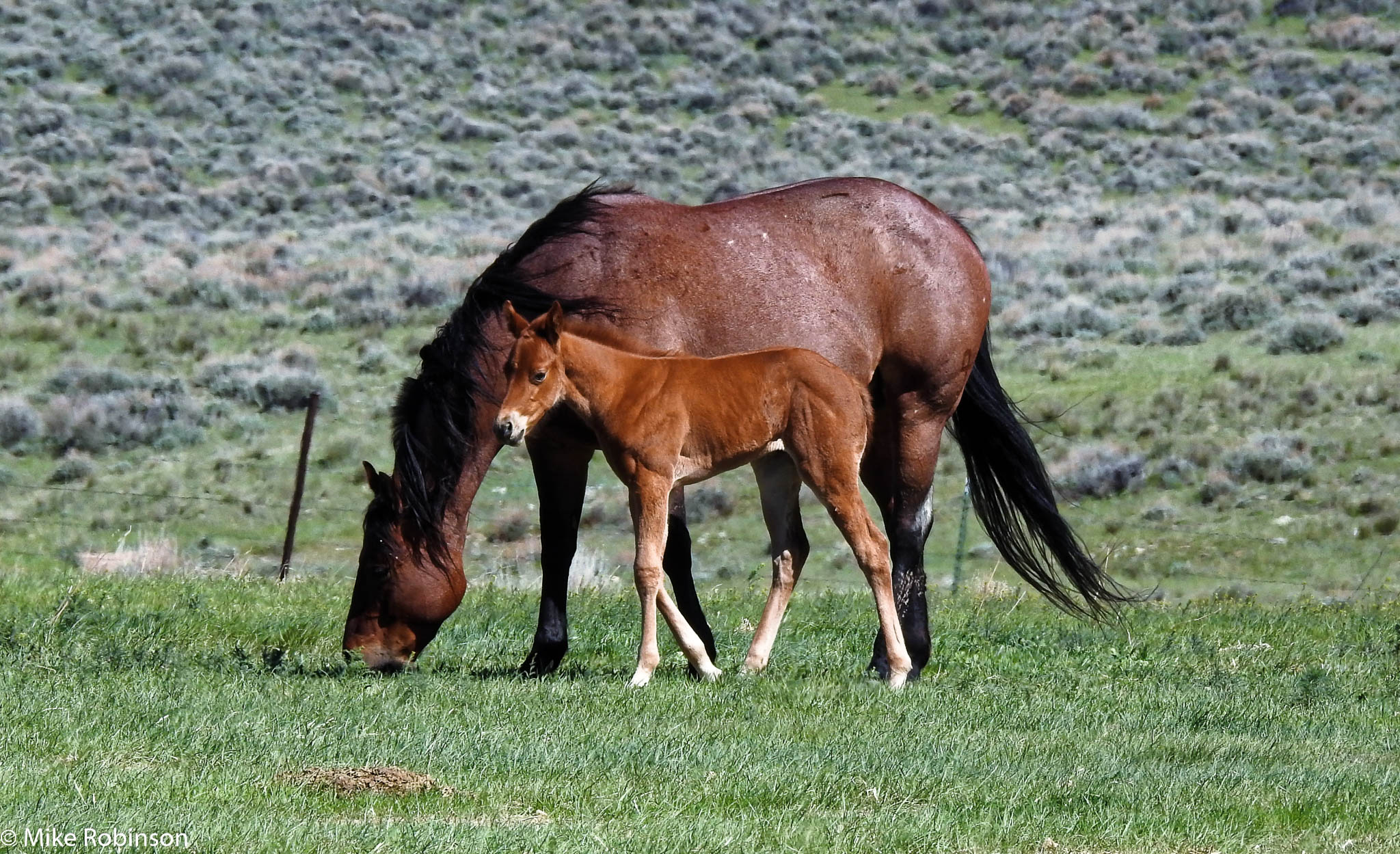 Foal and Mom 2